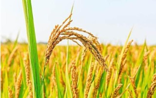 臨秀325水稻品種簡介，屬中早熟粳稻品種