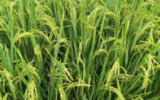 隆8優(yōu)5438水稻種子特征特性，秈型三系雜交中稻遲熟品種