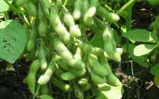 莆豆5號大豆種子介紹，氣溫穩(wěn)定通過12℃后搶晴播種