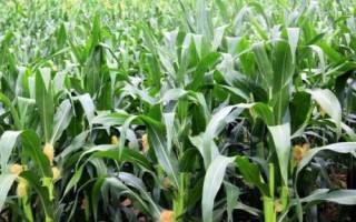 錢玉175玉米種子簡介，該品種春播生育期104.6天