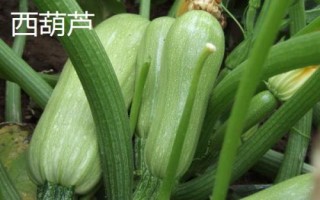 西葫蘆和小南瓜的區(qū)別，顏色和外形均不同