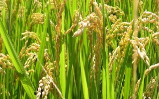 綿優(yōu)8113水稻種子簡(jiǎn)介，全生育期164天