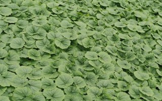 種植苦瓜的時(shí)間和方法，北方地區(qū)3-4月份可在棚內(nèi)育苗、長(zhǎng)江流域在3月份播種