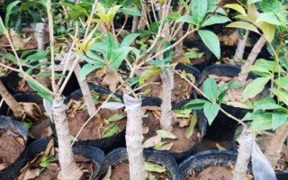桂花的嫁接技術(shù)，3-5月份以及10月份均可進(jìn)行