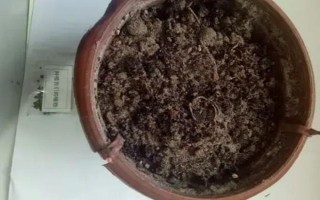 盆栽草莓苗怎么定植，將根系埋入土壤中再壓實澆水
