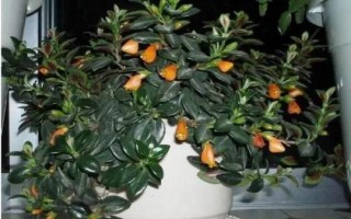 金魚吊蘭簡介，屬多年生草本植物