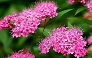 繡線菊的品種介紹，常見的有金山繡線菊、日本繡線菊等