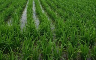 新粳糯1號水稻品種簡介，南疆直播栽培4月下旬播種