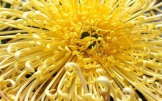 菊花開放時間，通常為9-11月份