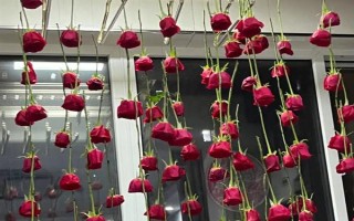 玫瑰花如何風(fēng)干，常見(jiàn)風(fēng)干方法有懸掛風(fēng)干法、自然干燥法、微波爐烘干法