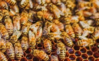 怎樣快速合并蜂群，有直接合并法和間接合并法兩種