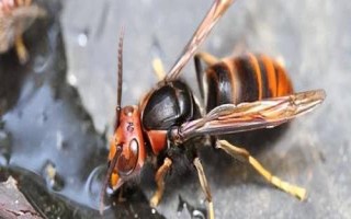 被牛角蜂蟄了有什么后果，被蟄處會劇烈疼痛