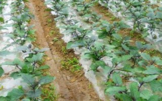 大棚茄子施肥技術，新棚的施肥量比老棚多