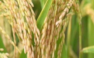 豐粳1606水稻品種的特性，病蟲害綠色綜合防治