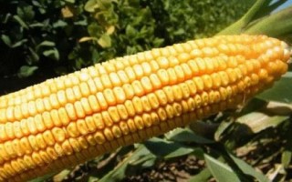 哈糯2025玉米種子特點(diǎn)，種植密度不宜過(guò)大