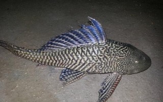 清道夫魚的價(jià)格，會(huì)受到品種、規(guī)格等條件的影響