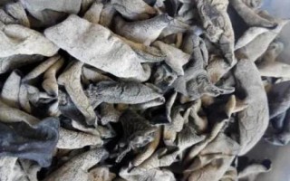 大顆粒木耳與小木耳的區(qū)別，前者稱為春耳、后者稱為秋耳
