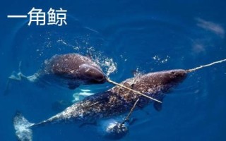 鯨魚的種類大全，并不屬于魚類