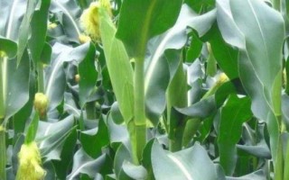 神禾598（試驗(yàn)名稱：平玉518）玉米種子特點(diǎn)，屬中桿中穗型品種