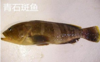 石斑魚(yú)的種類(lèi)，種類(lèi)繁多分布在不同地區(qū)