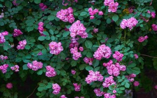 冬季怎么養(yǎng)護(hù)薔薇花，等土壤發(fā)白時再提供水分
