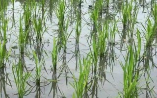 薈豐優(yōu)533水稻品種簡介，播種前要用強氯精搞好種子消毒
