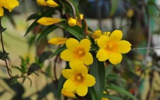 金鉤吻的花期在幾月，花期在9-10月份