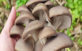 溫室大棚適合種植哪些菌類，可以種植平菇、杏鮑菇等