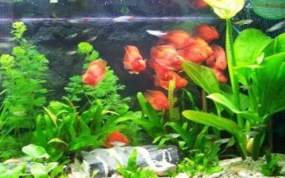 魚一整晚缺氧是否會死亡，持續(xù)缺氧會浮頭翻身直至死亡