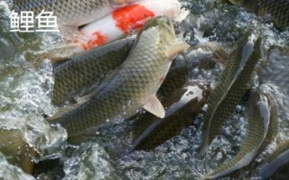 軍魚好不好吃，肉質(zhì)細(xì)嫩鮮美深受消費(fèi)者歡迎