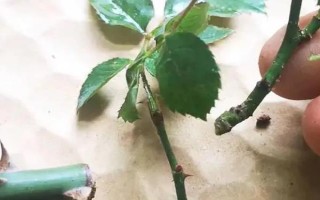薔薇打蔫卷葉子的原因，可能是澆水不當(dāng)或光照不足所致