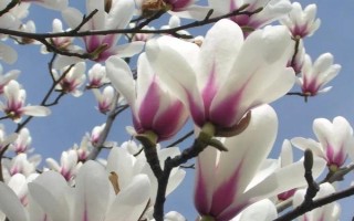 白玉蘭的形態(tài)特征，高達(dá)17米且胸徑達(dá)到30厘米