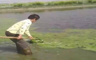 小龍蝦池塘爆發(fā)青苔如何處理，數(shù)量較少時可人工捕撈