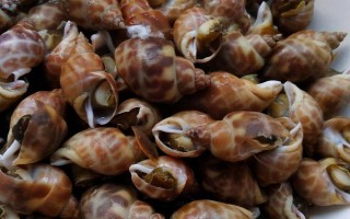黃螺的產(chǎn)地，主要產(chǎn)自于東南沿海