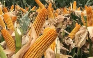 科隆318玉米品種的特性，該品種幼苗期第一葉鞘淺紫色