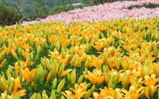 百合花的繁殖方法，春季可在苗圃中播種