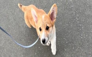 狗狗最怕主人做什么，不喜歡環(huán)抱、摸臉頰、拍頭等