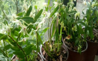怎么養(yǎng)石斛，水分要一次性的給飽
