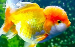 雌雄金魚(yú)如何區(qū)分，雄魚(yú)瘦長(zhǎng)、雌魚(yú)短圓