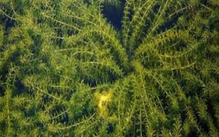 輪葉黑藻芽孢的種植方法，12月至次年的3月份種植