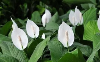 一帆風(fēng)順的澆水方法，每隔7-10天澆一次