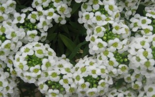 香雪球的播種時(shí)間，北方地區(qū)一般在3月份播種