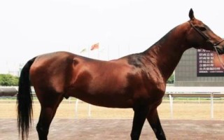 汗血寶馬介紹，其祖先是生長在戈壁地帶的野馬