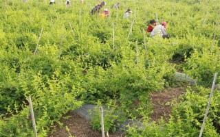 金銀花的種植條件，喜歡在溫和濕潤的環(huán)境中生存