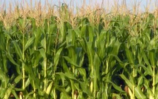 渭科12玉米種子簡(jiǎn)介，注意防治病蟲害