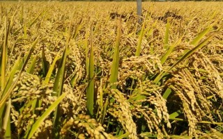 富兩優(yōu)508水稻種子特征特性，一般在4月下旬至5月上旬播種