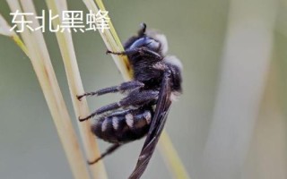 蜜蜂簡介，是典型的社會性群居昆蟲