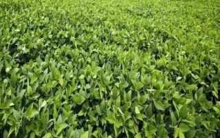 紅研15號大豆品種簡介，春播生育期平均121天