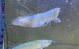 怎么給銀龍魚喂食，建議每天投喂三至四次