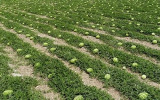 寧夏硒砂瓜為啥不讓種，隨著種植年限的增長會讓土壤的水肥快速流失